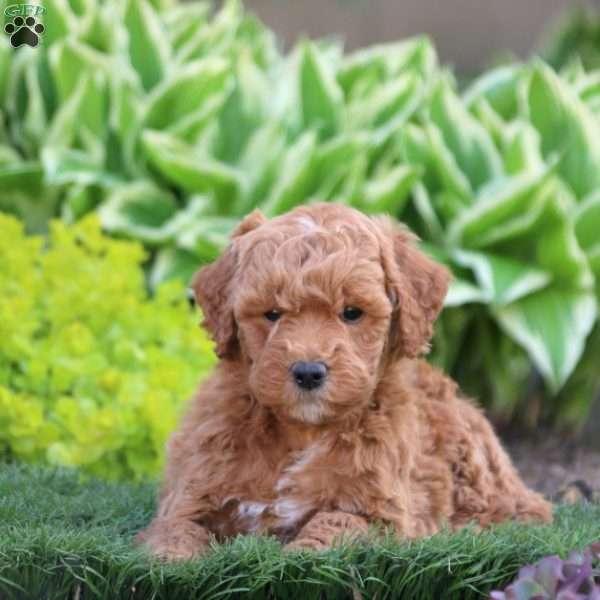 Scooby, Mini Goldendoodle Puppy